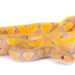 banana python